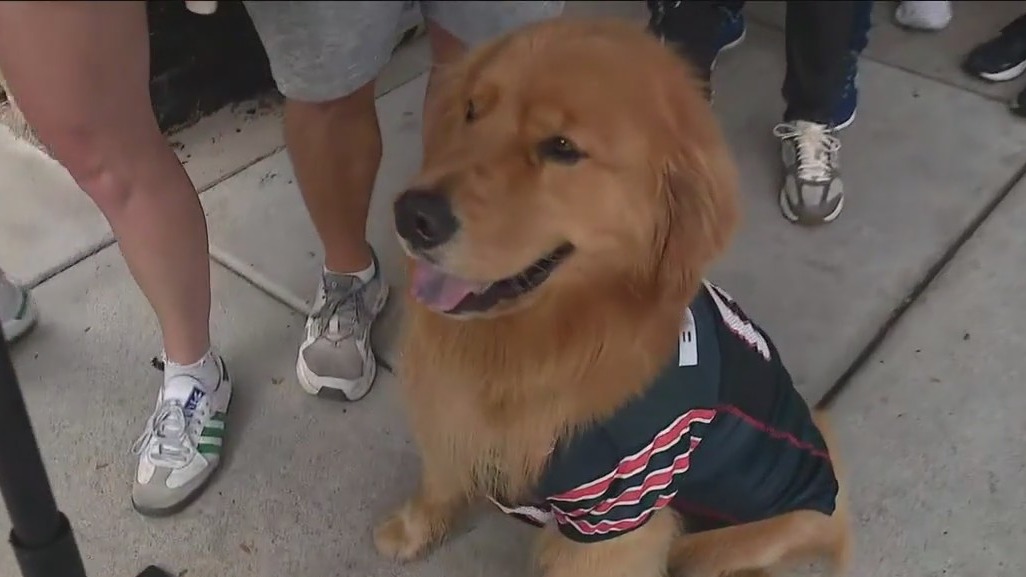 Bears fans lineup for free hot dogs after Caleb William's big day