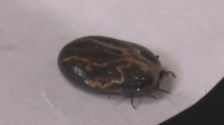 Fox File Tick Ticks spreading in Illinois, health officials say | FOX 32 Chicago
