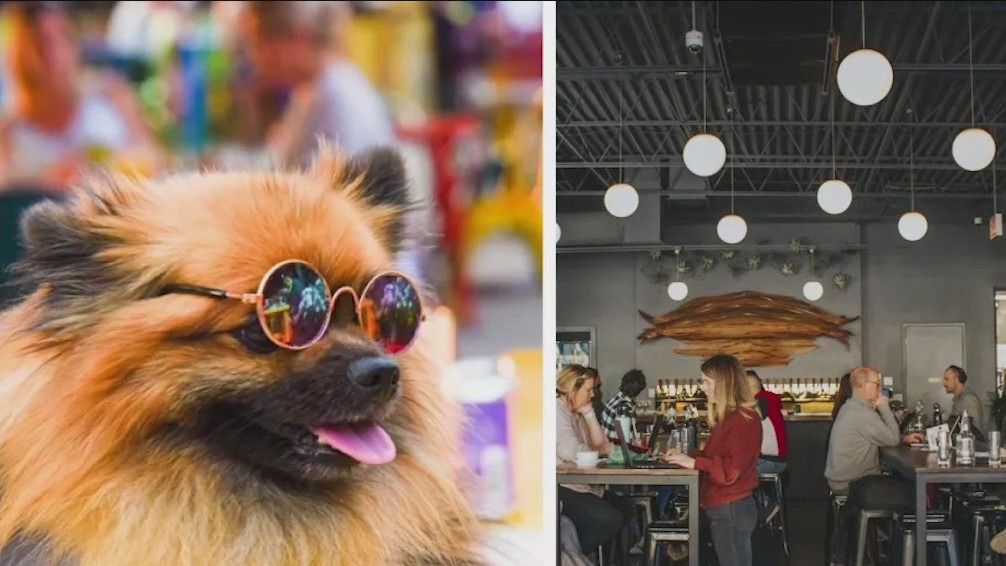 Dogs could soon be allowed in Chicago restaurants | ChicagoNOW