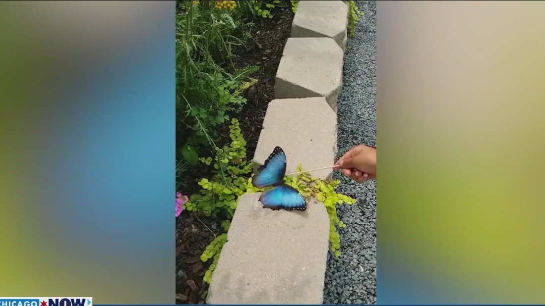 Last chance to visit the Butterfly House at Navy Pier this season | ChicagoNOW