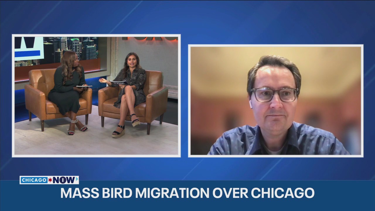 Millions of birds take flight over Chicago | ChicagoNOW