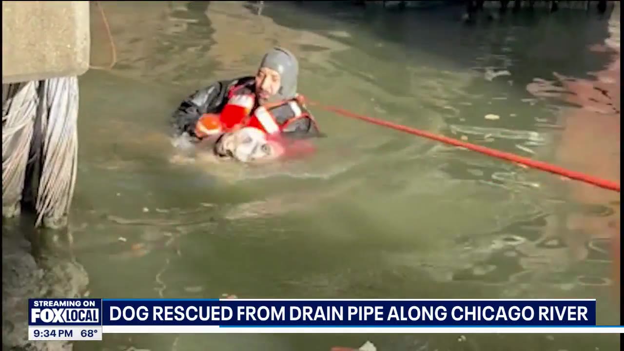 Dog rescued from drain pipe along Chicago River