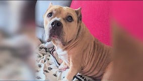 32nd Annual Barkapalooza