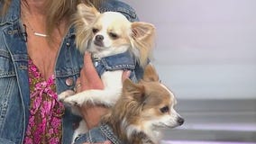 Two chihuahuas inspire national movement to support shelters