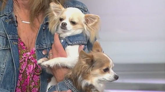 Two chihuahuas inspire national movement to support shelters