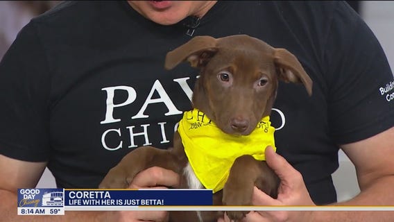 Anita meets PAWS Chicago's pet of the week!