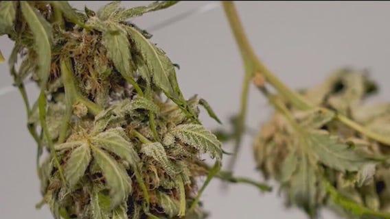 Driving high is killing more people than you think