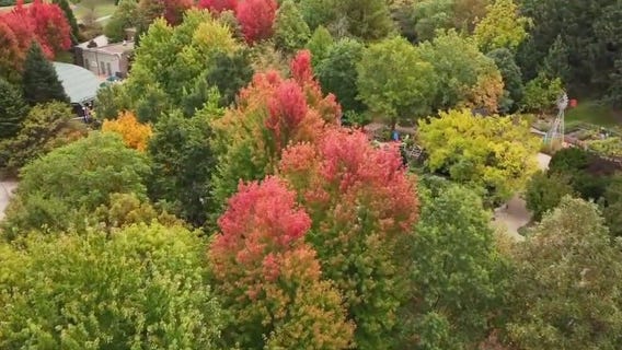 Stunning fall colors take over Morton Arboretum