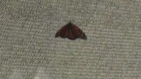 Last chance to step into summer at Navy Pier?s Butterfly House