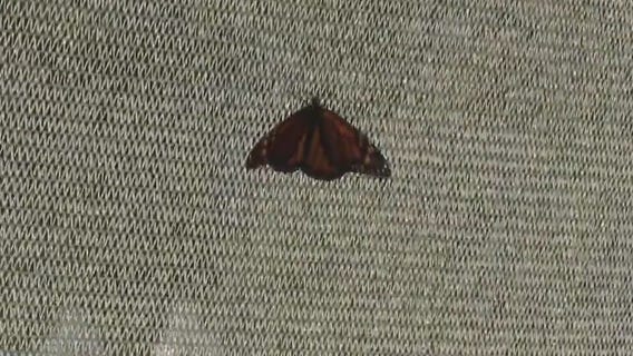 Last chance to step into summer at Navy Pier?s Butterfly House