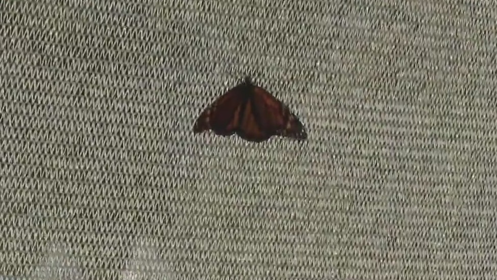 Last chance to step into summer at Navy Pier?s Butterfly House