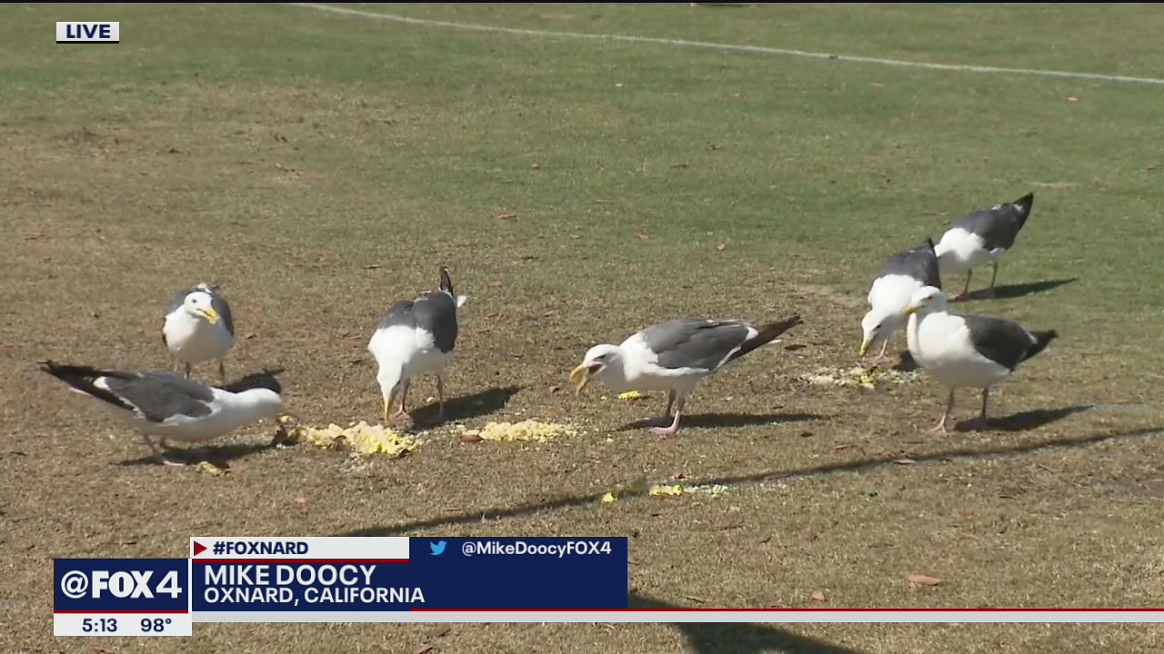Seagulls enjoy what remains of Dak Prescott's birthday cake