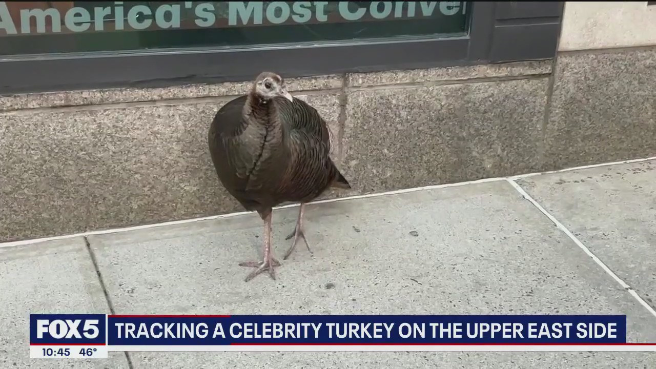Tracking a celebrity turkey on the Upper East Side