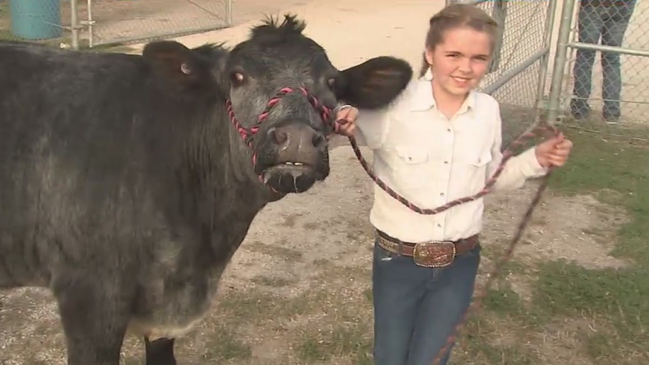 Bayou City Buzz: Rodeo families come together so kids can still show animals