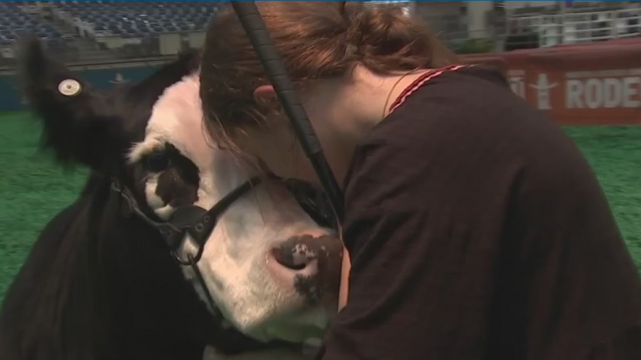 What are the consequences of canceling the rodeo?