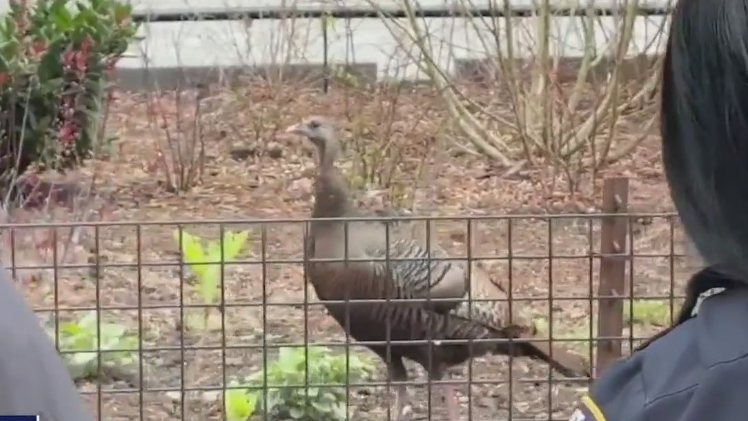 Rosie the Roosevelt Island turkey spotted in Manhattan