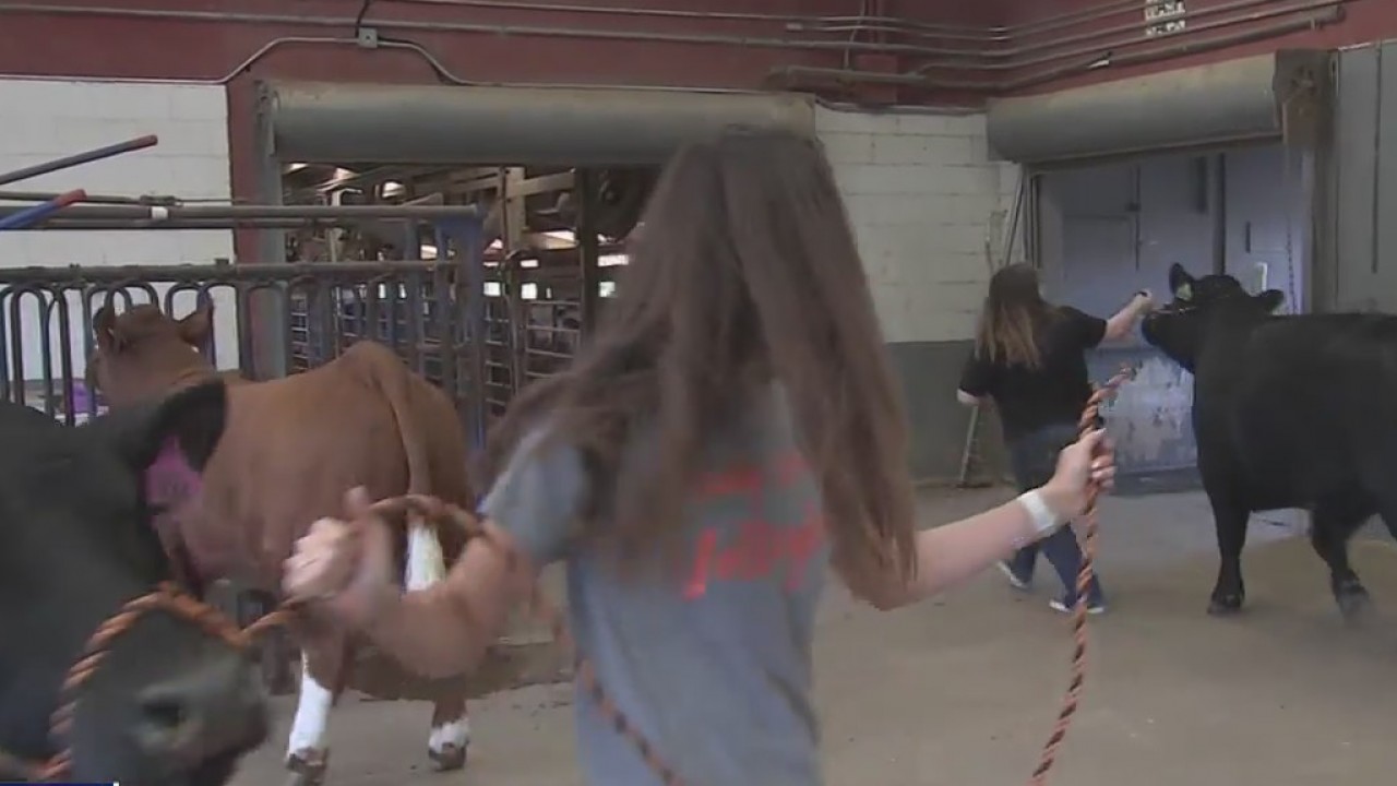 Galveston County Fair helps kids sell their animals