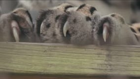 Must-watch movies and shows to stream while stuck at home