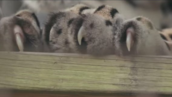 Must-watch movies and shows to stream while stuck at home