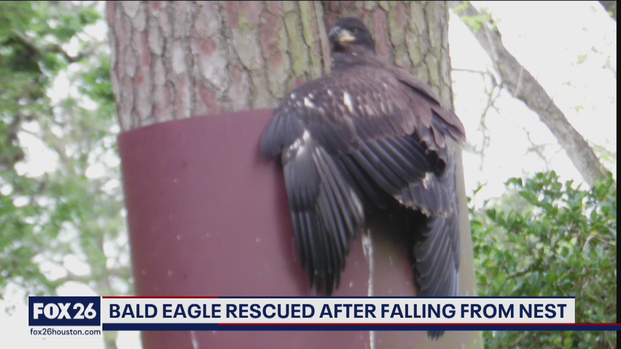 Bald eagle rescued after falling from nest