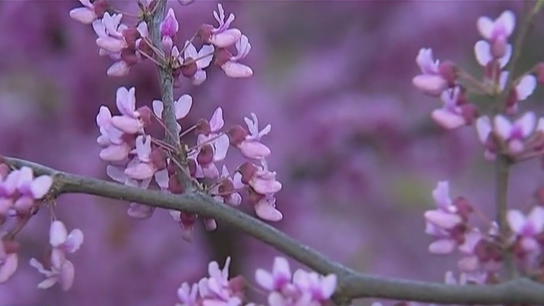 Pollen surge hits NYC area hard