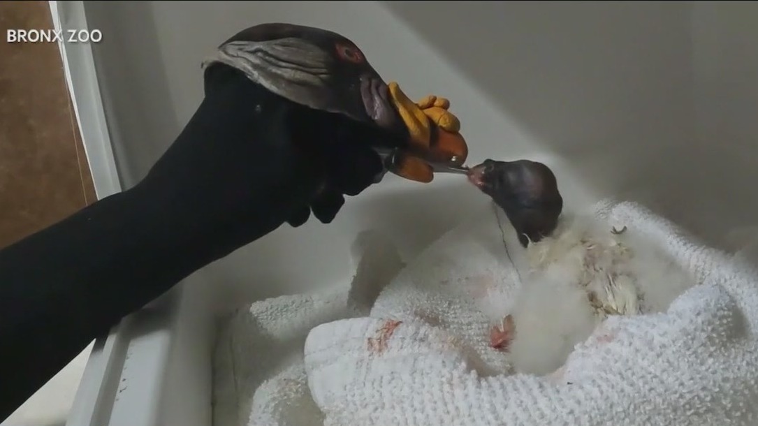 Bronx Zoo welcomes rare King Vulture chick