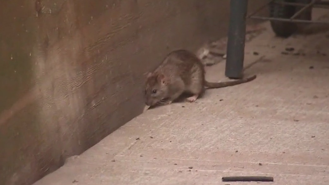 Inside NYC's new anti-rat campaign