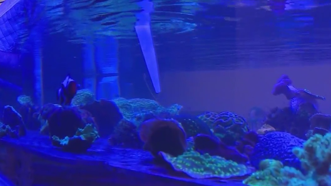 Long Island students build coral reef
