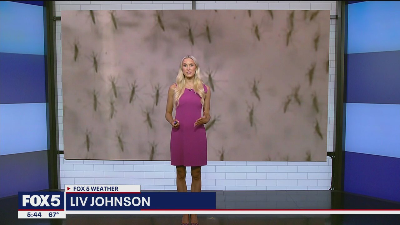 NYC 2025 bug forecast: Mosquitos, ticks, more