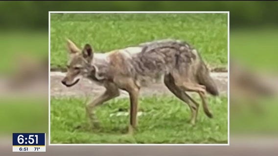 Tell It To Tim: Coyotes, free rides and voicemail