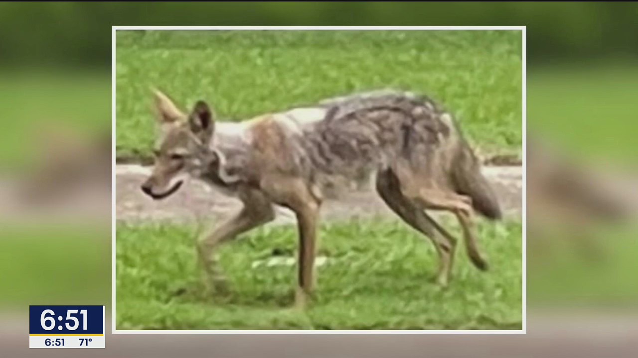 Tell It To Tim: Coyotes, free rides and voicemail