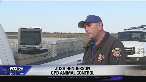 Red wolf DNA in Galveston coyote population