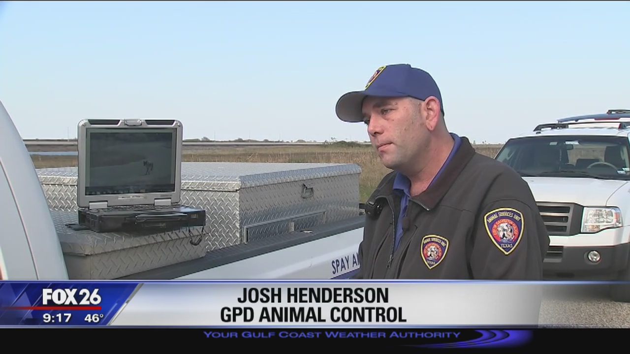 Red wolf DNA in Galveston coyote population