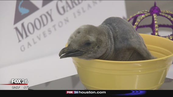 King penguin chick born at Moody Gardens