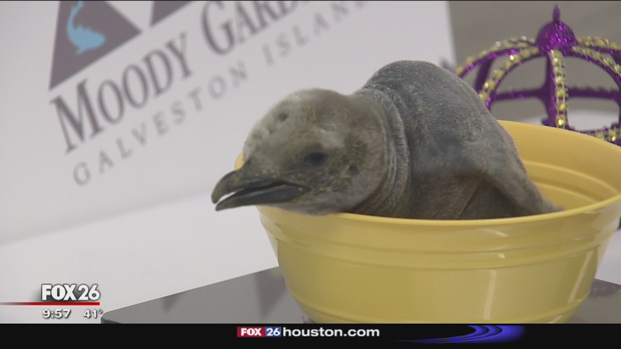 King penguin chick born at Moody Gardens