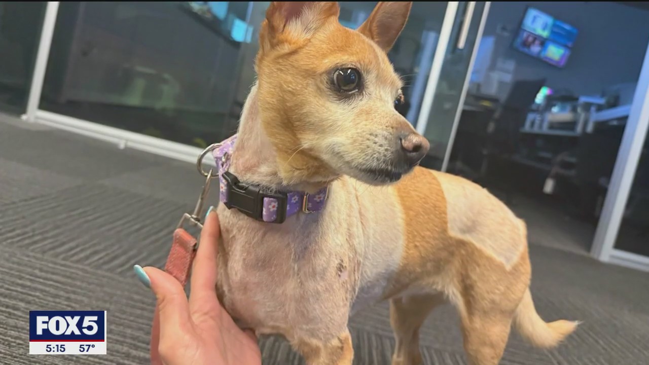 Pit bulls that mauled chihuahua were previously ordered by NYC to be muzzled