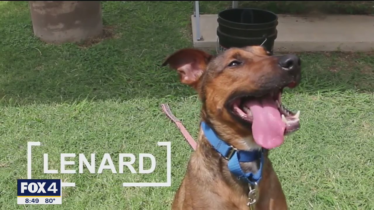 Dog of the Day: Lenard