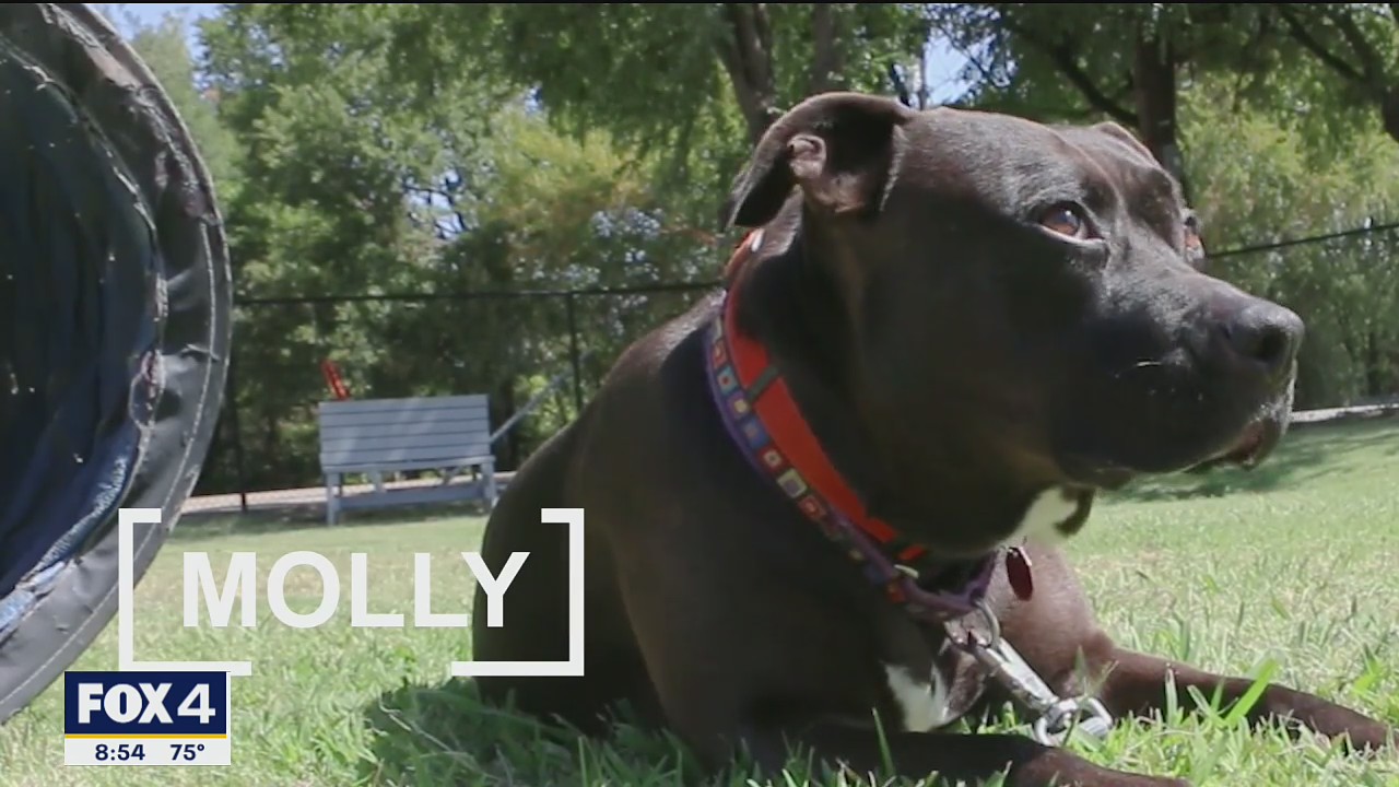 Dog of the Day: Molly