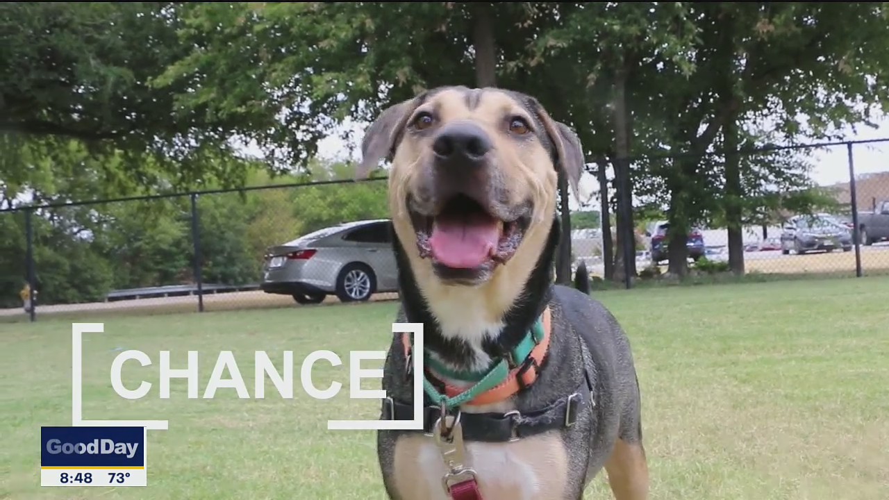 Dog of the Day: Chance