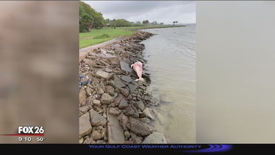 Dead dolphin from Galveston Bay in Seabrook