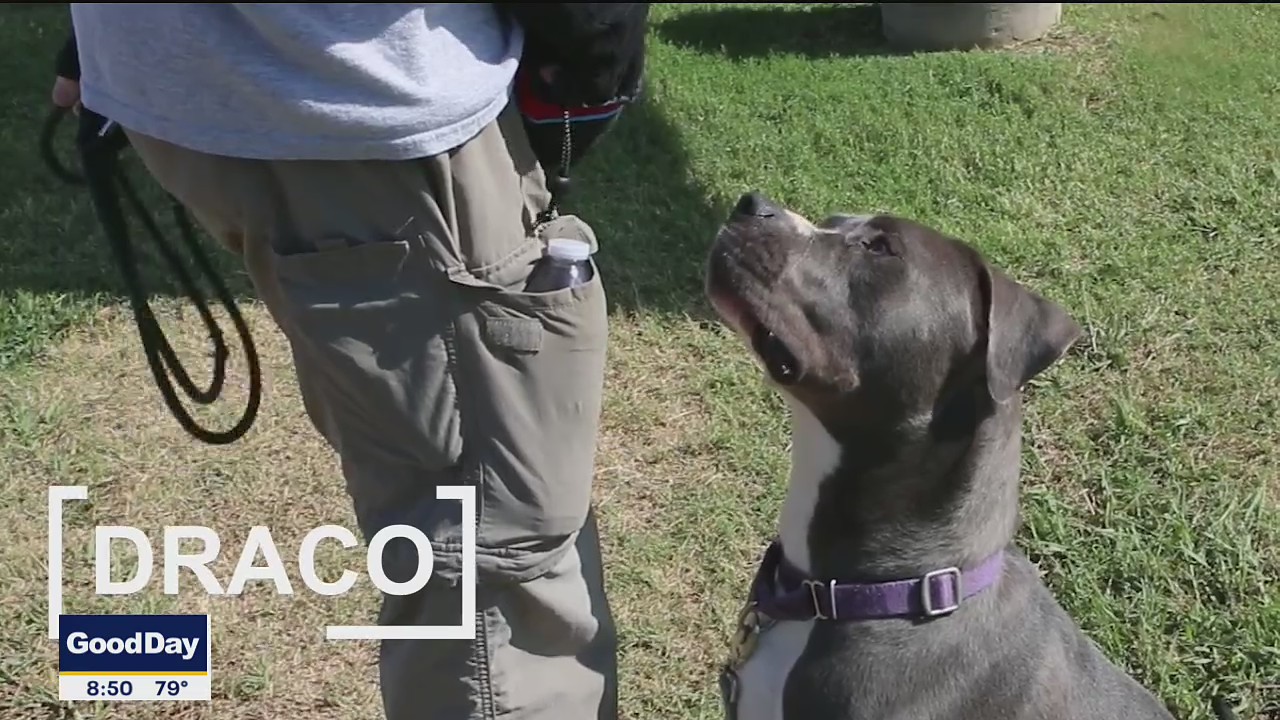 Dog of the Day: Draco