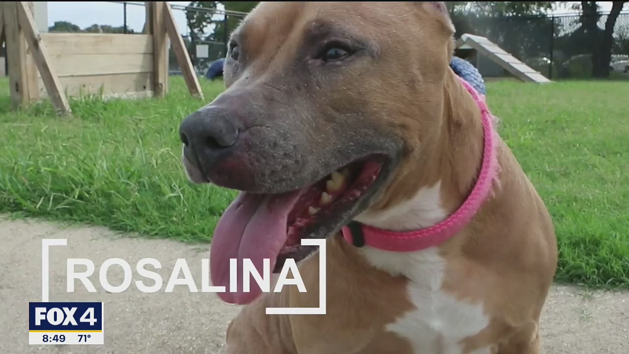 Dog of the Day: Rosalina