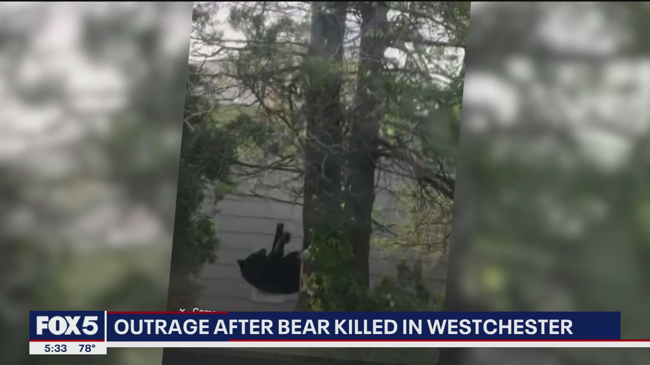 Police kill Westchester County black bear; community outraged
