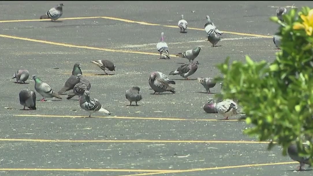 LI town proposing fines for feeding pigeons
