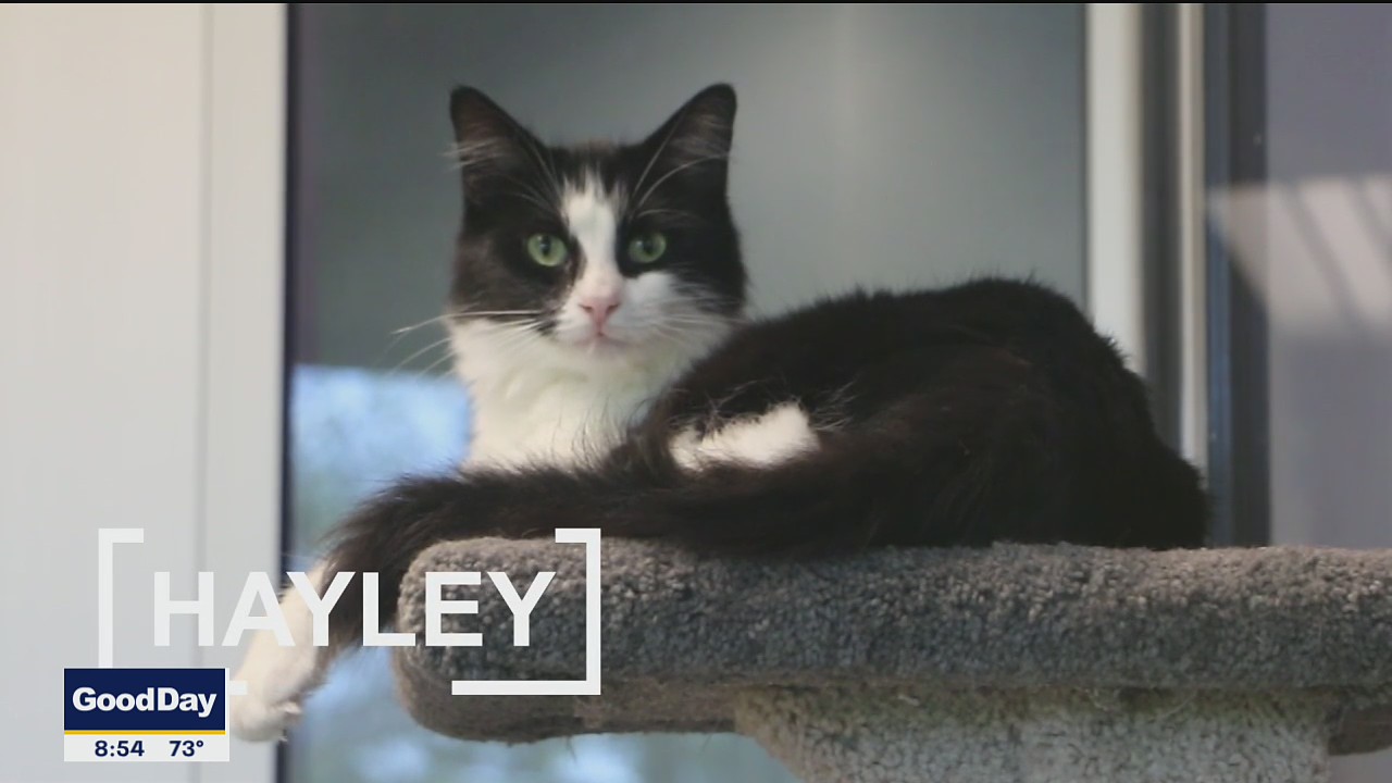 Pet of the Day: Hayley