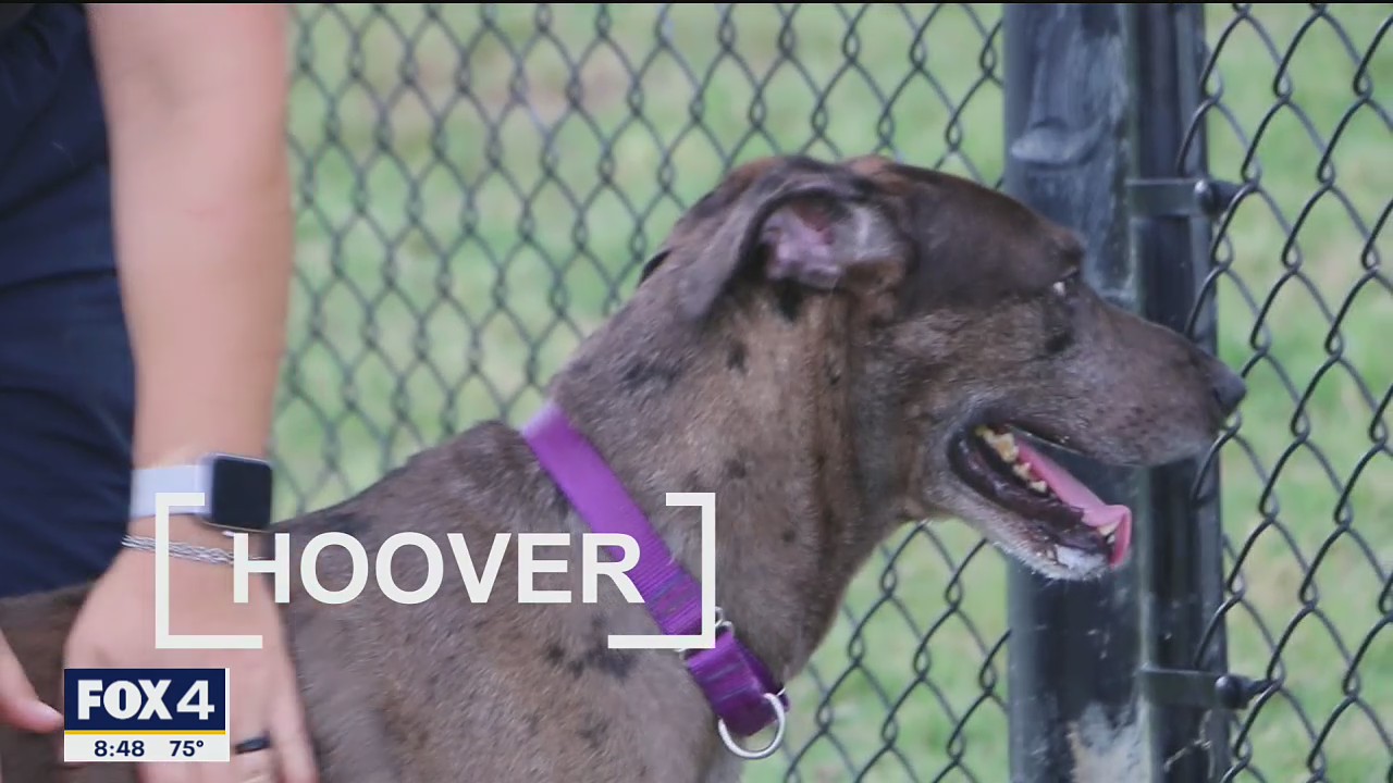 Dog of the Day: Hoover