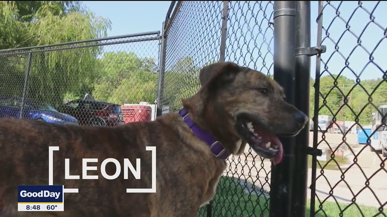 Dog of the Day: Leon