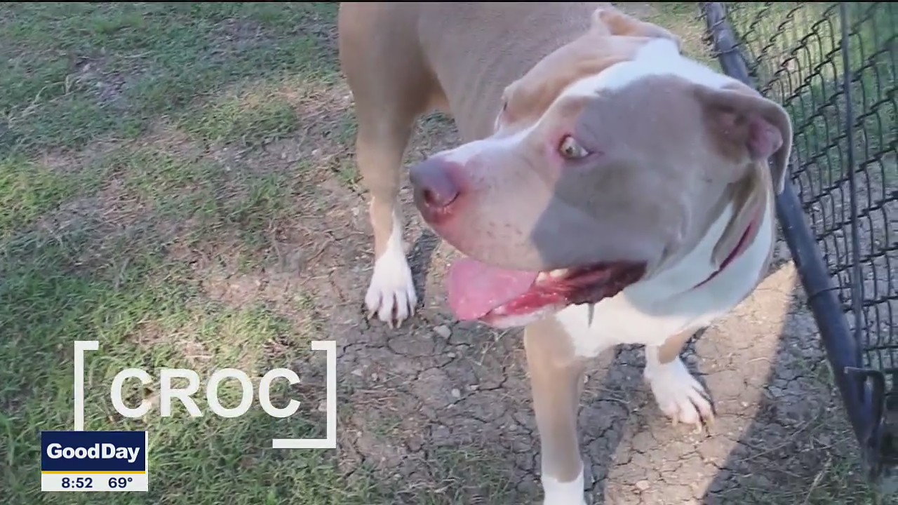 Dog of the Day: Croc