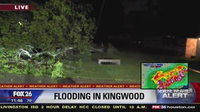 Massive tree falls over in Kingwood