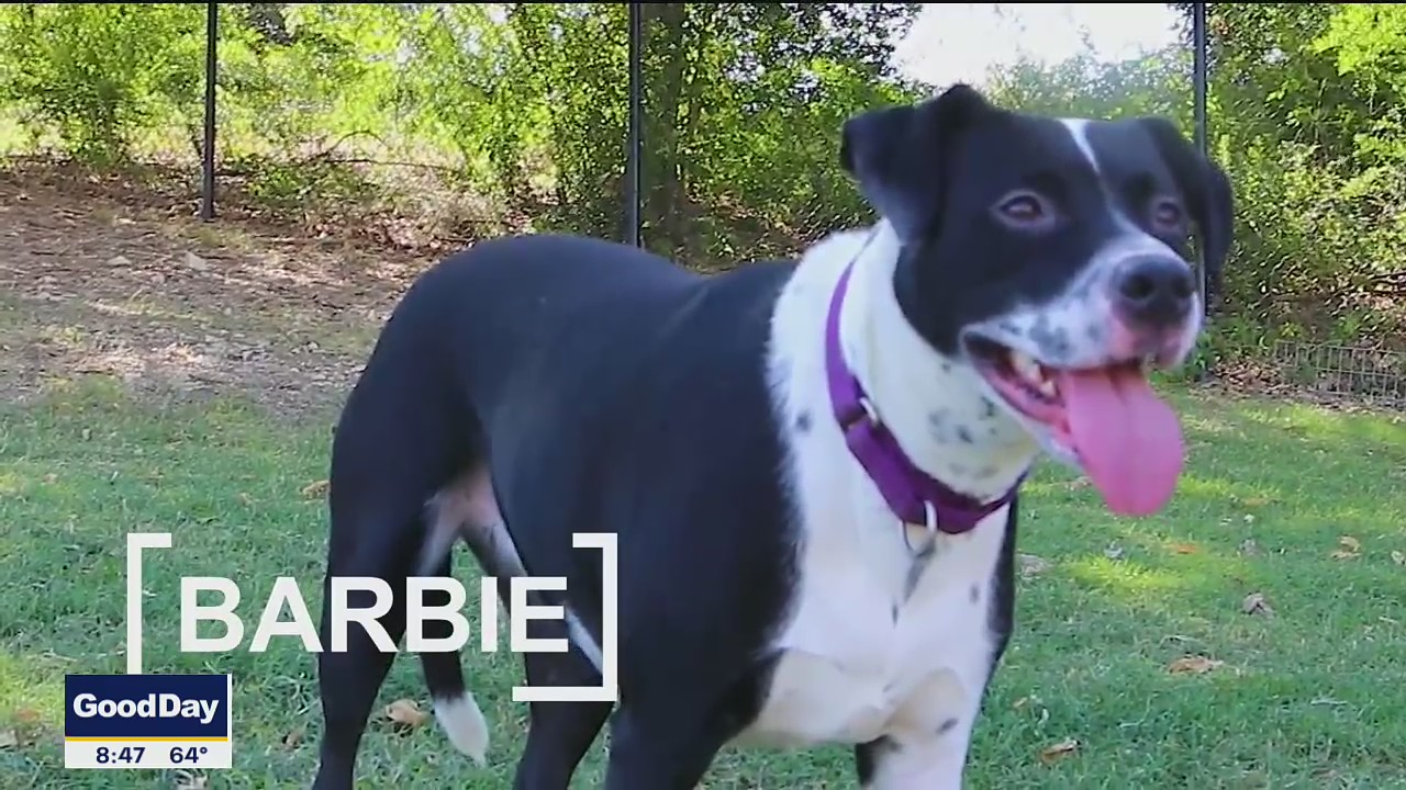 Dog of the Day: Barbie